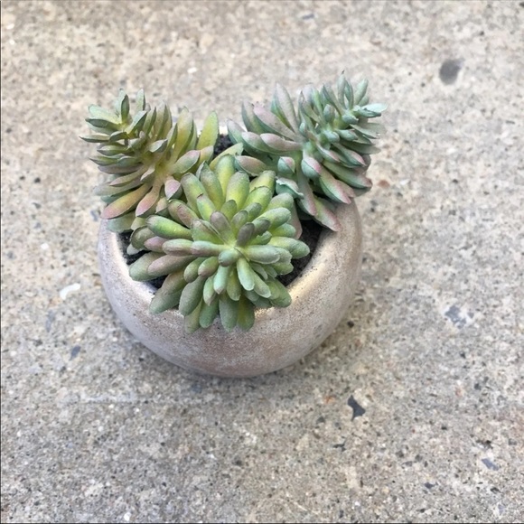 🏠 Artificial Succulent Plants - Picture 5 of 5
